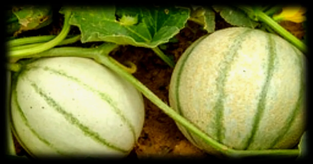 Août au jardin : dix gestes essentiels pour entretenir son potager et préparer l'automne