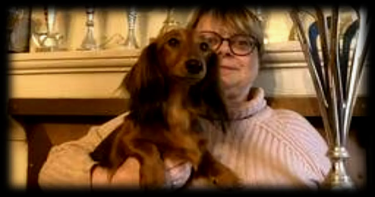 Apple, jeune teckel sarthoise aux poils longs, en lice pour le Salon de l’agriculture à Paris