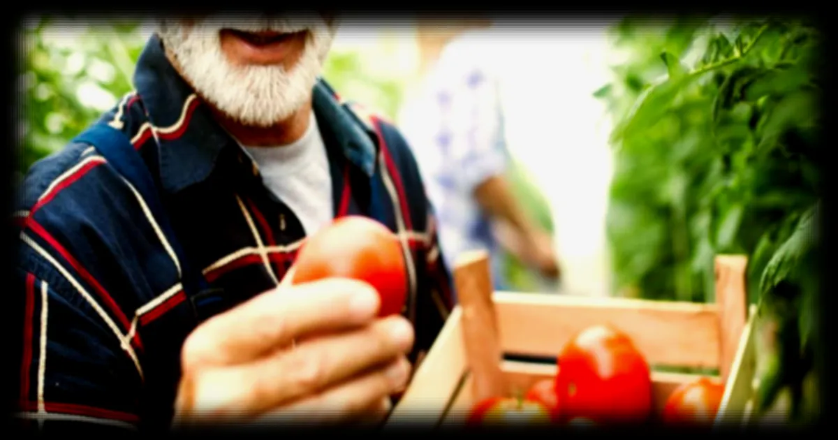 Arrosage des tomates : les erreurs à éviter pour des plants résistants et des fruits savoureux même en cas de sécheresse