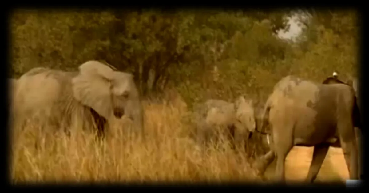 Au Bénin, la fermeture de la réserve de la Pendjari impacte lourdement l’économie locale