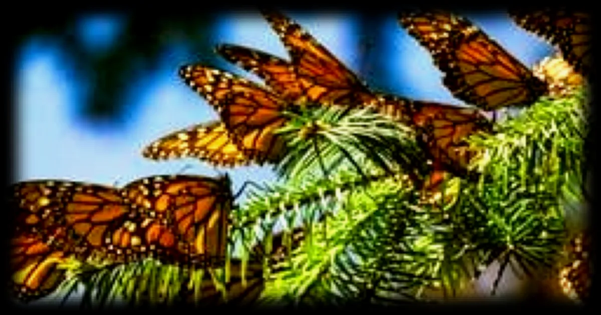 Augmentation de 64% de la Population de Papillons Monarques au Mexique : Un Espoir pour une Espèce Menacée