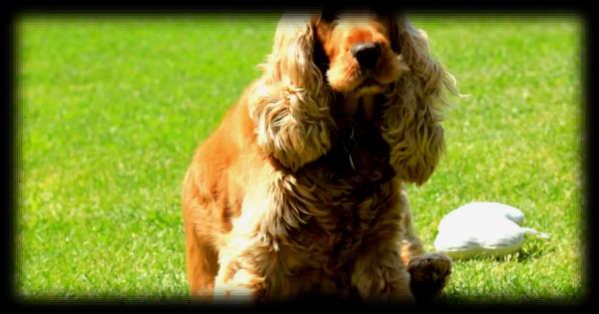 Augmentation des abandons d'animaux à Dubaï : un médecin tire la sonnette d'alarme