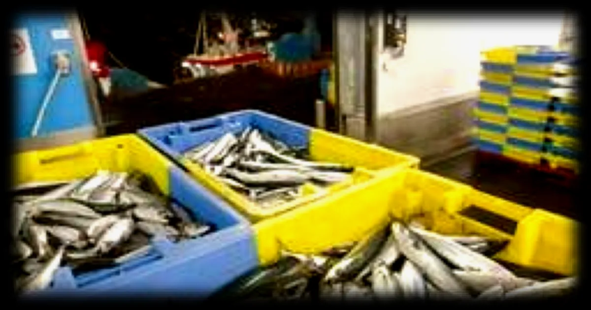 Augmentation du quota de maquereau en 2026 pour un accord européen