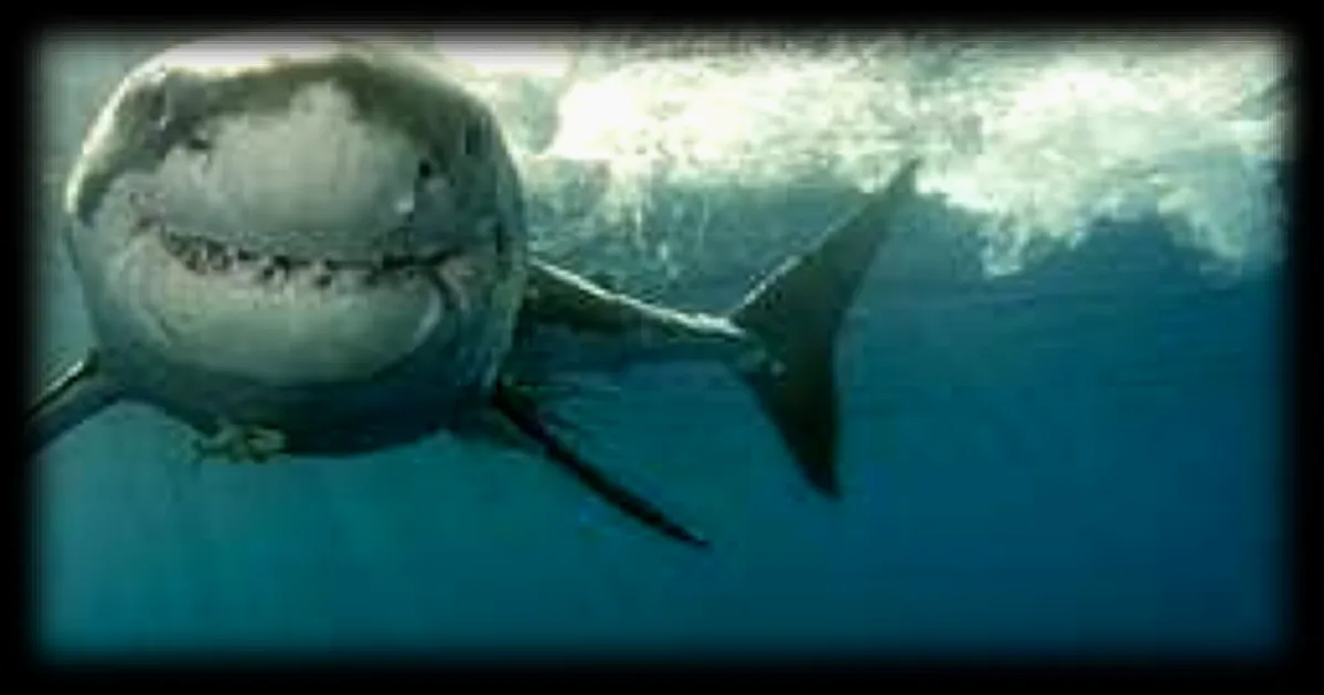 Australie : un homme grièvement blessé lors d’une attaque de requin près de Perth