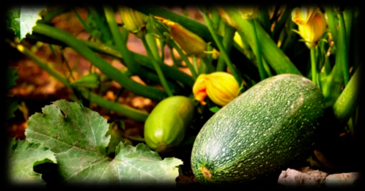 Avant le 15 août : le geste simple qui peut doubler vos récoltes de courgettes