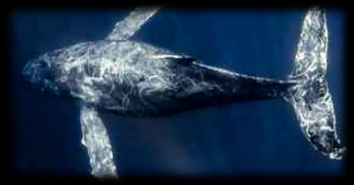 Baleines à bosse : un record de migration de 15 000 km entre l’Australie et le Brésil révélé par leurs gènes