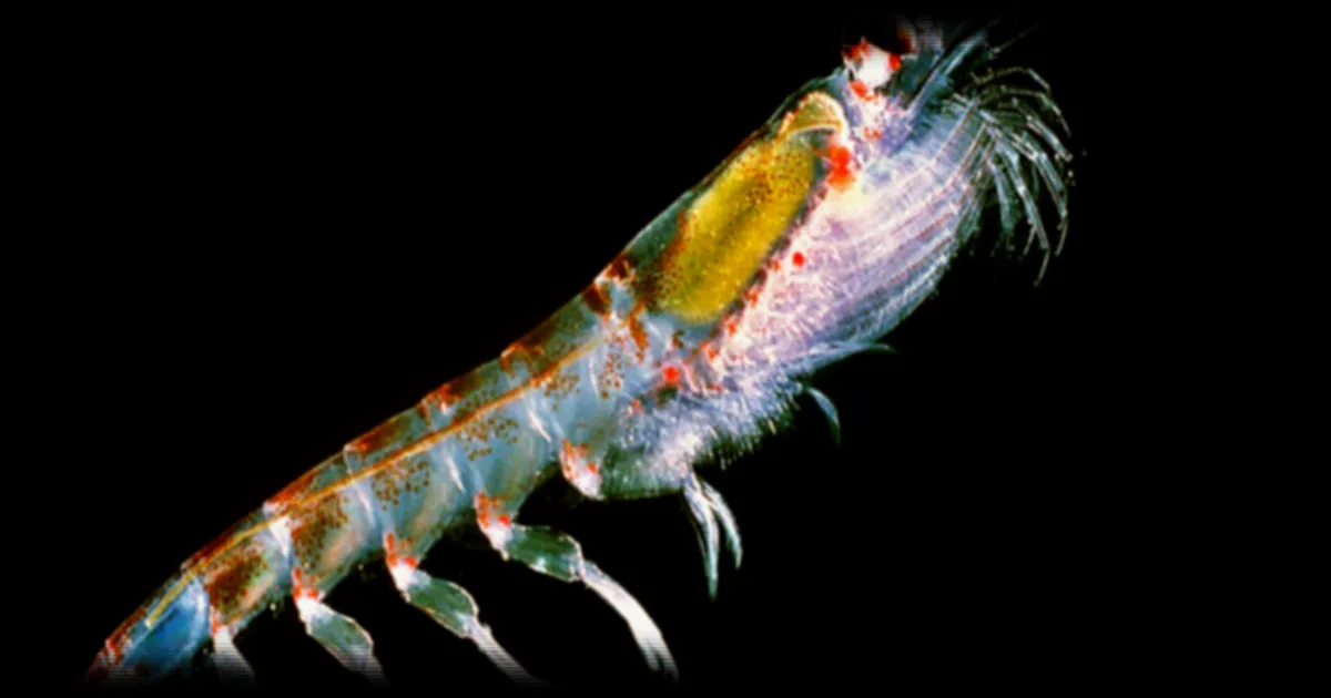 Bataille autour du krill en Antarctique: Sea Shepherd France affronte les géants de la pêche