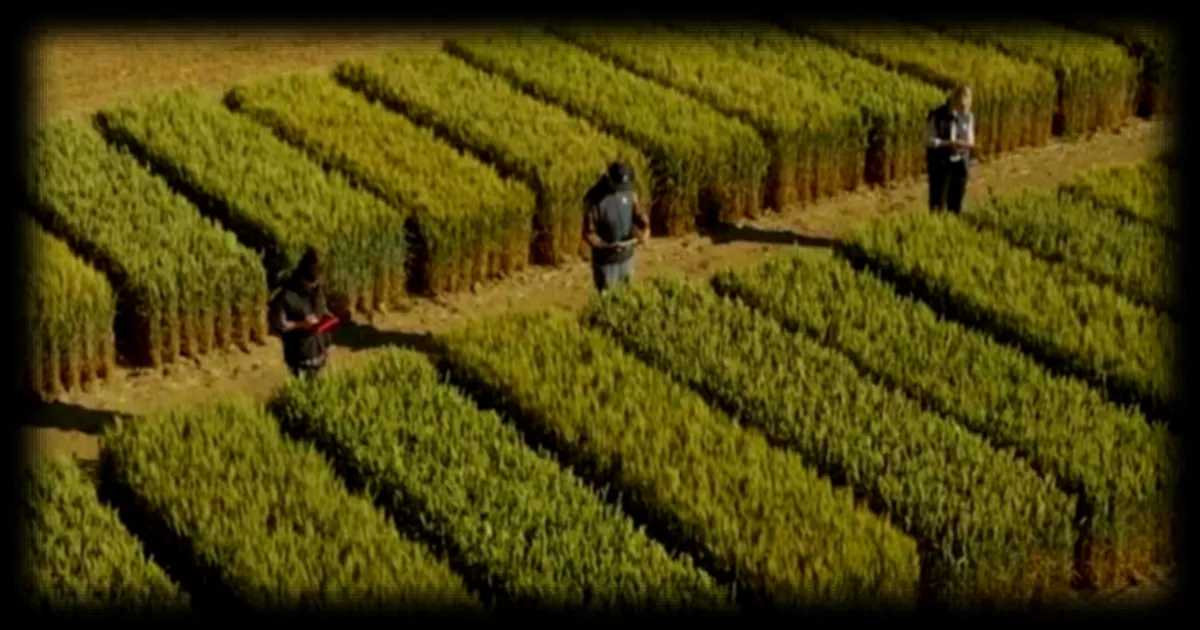 Blé, orge, maïs : Comment choisir les variétés de céréales face au climat imprévisible ?