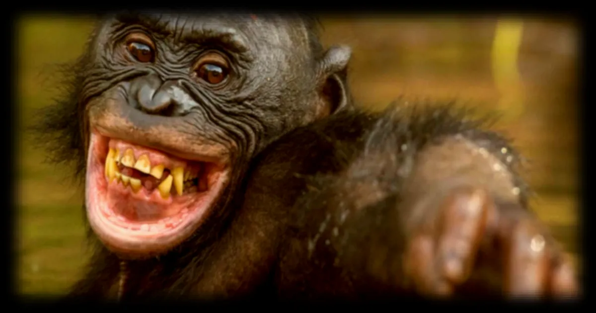 Bonobos et chimpanzés : des scènes de violence inattendue remettent en question nos perceptions