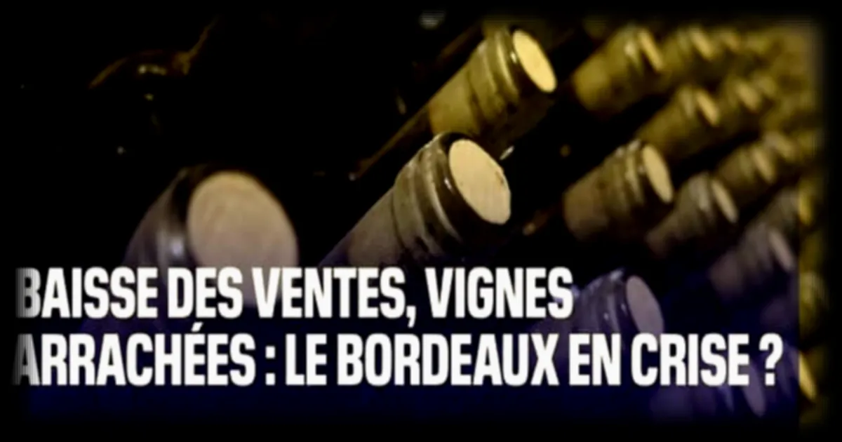 Bordeaux en difficulté : les ventes de vin chutent et les vignes sont arrachées