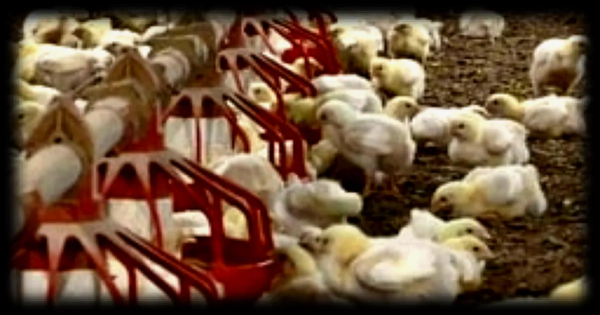 Brésil : suspension des importations de viande par l’UE suscite une vive réaction de Brasilia