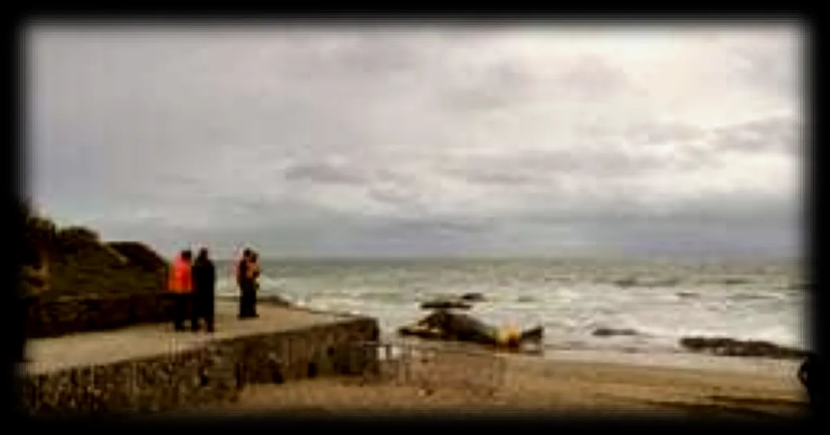 Cachalot échoué en Loire-Atlantique : la dépouille du cétacé déplacée vers une autre plage