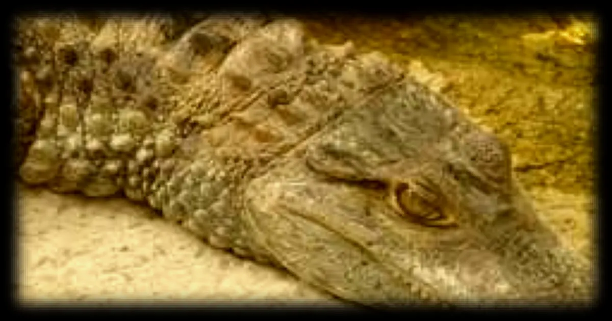 Caïman à lunettes retrouvé mort à Roubaix : l'association Stéphane Lamart porte plainte contre X pour acte de cruauté