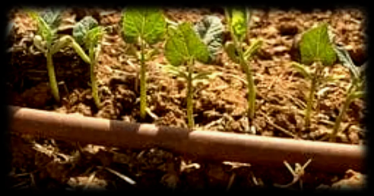 Canicule : comment protéger son potager des fortes chaleurs ? Une experte répond en direct ce vendredi 5 juin