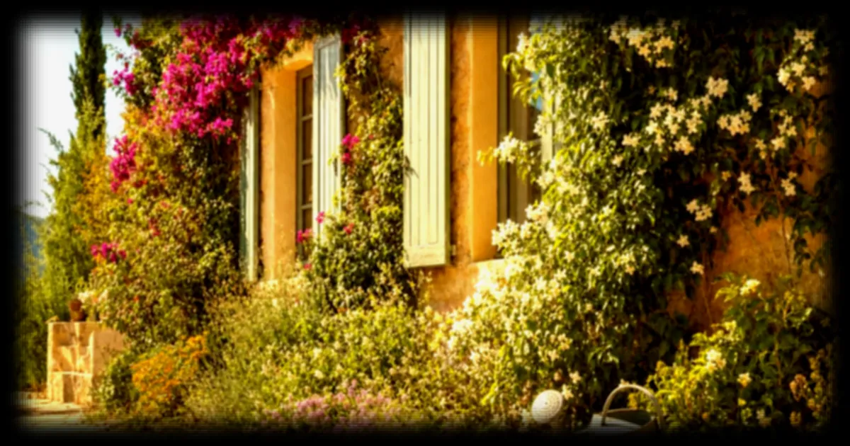 Canicule et murs fleuris : trois plantes grimpantes increvables sans arrosage