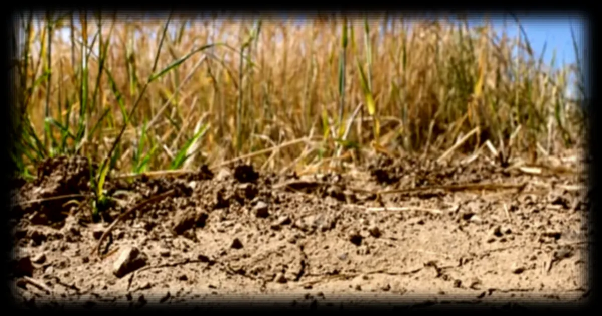 Canicule et sécheresse de l'été 2026 : l'agriculture française confrontée à des pertes historiques