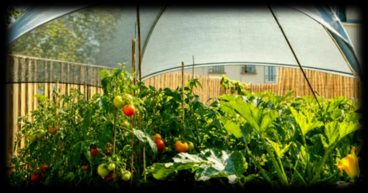 Canicules à répétition : comment une tente Décathlon à petits prix protège les potagers amateurs