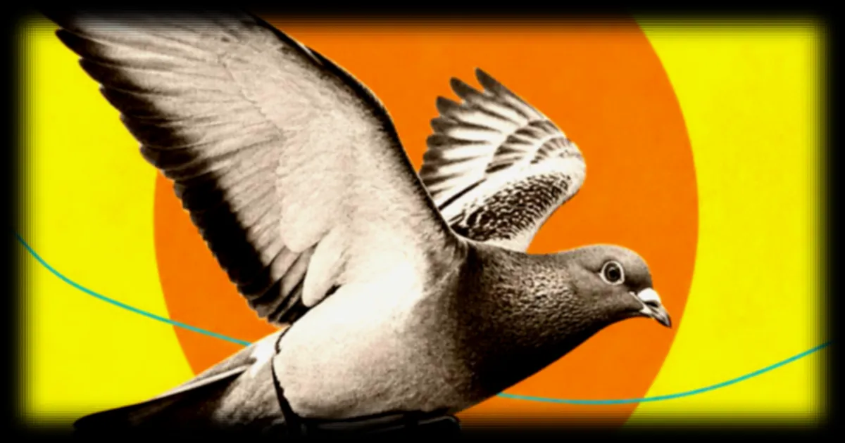 Carrier Pidge : une application qui réinvente la messagerie en s’inspirant des pigeons voyageurs