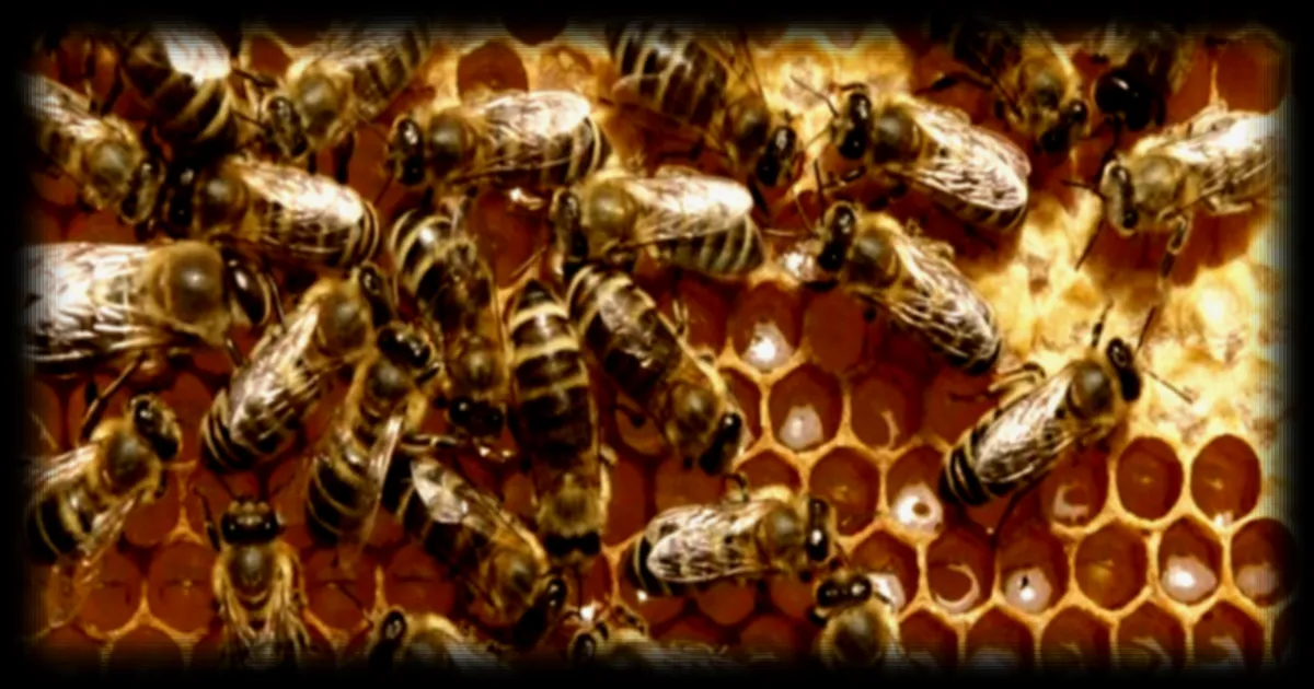 Centrafrique : la Journée mondiale des abeilles met en lumière leur rôle vital et les initiatives locales