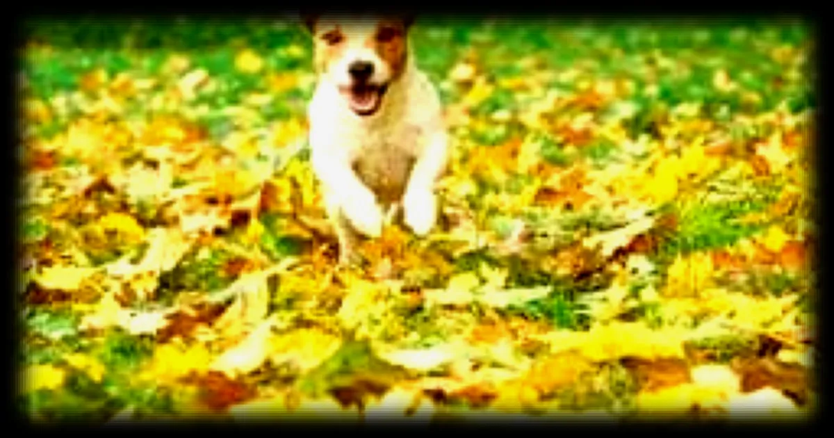 Chasse et faune protégée : promener son chien en liberté en forêt devient passible d’une amende de 750 € à partir du 15 avril