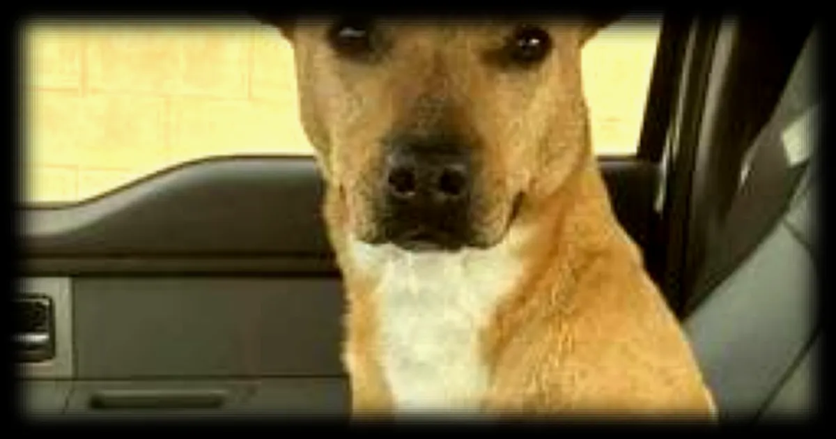 Chienne adoptee apres 803 jours en refuge aux Etats-Unis