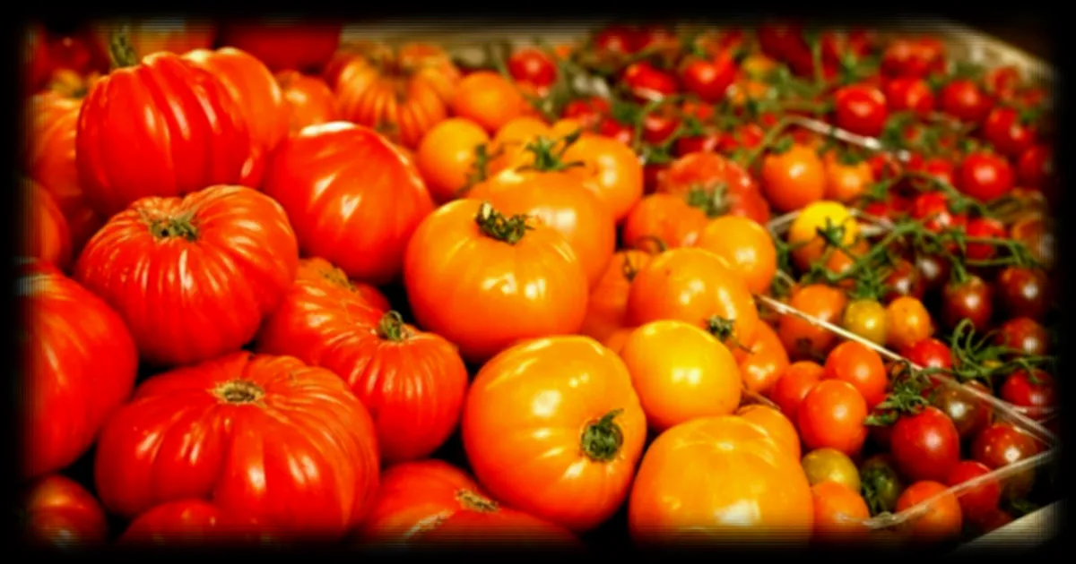 Choisir ses tomates au supermarché : les conseils d’un maraîcher du Conservatoire national pour éviter les pièges