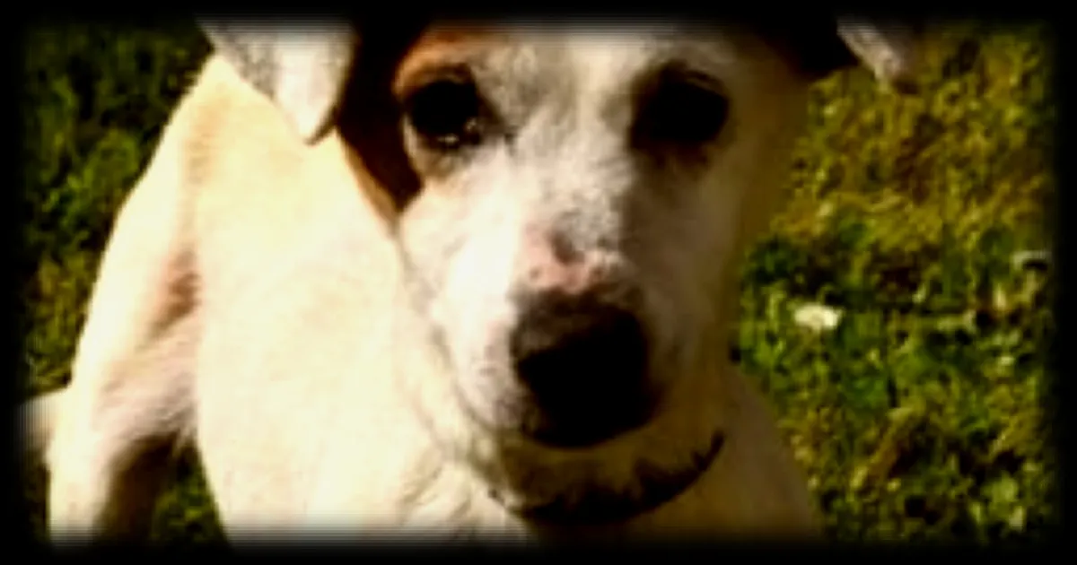 Choupette, la chienne de près de 15 ans, cherche une famille pour l'adopter