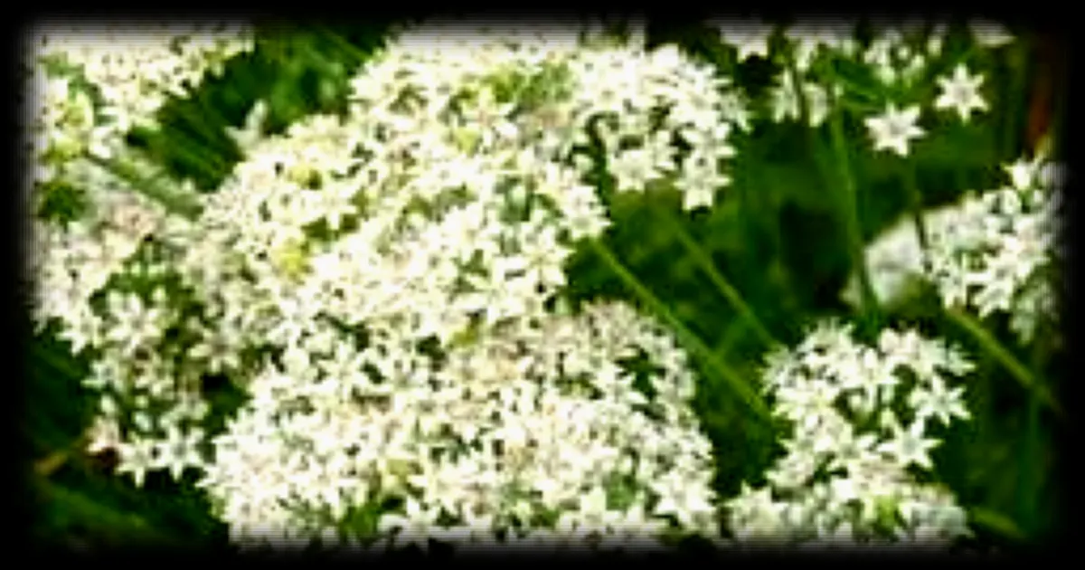 Ciboulettes et ciboules : des aromates faciles à cultiver pour des saveurs durables au jardin