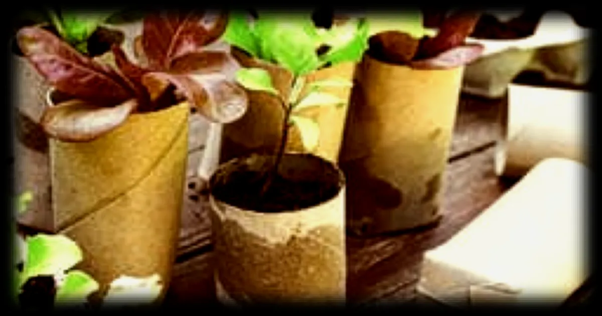 Cinq astuces pour faire des semis au jardin avec de la récupération