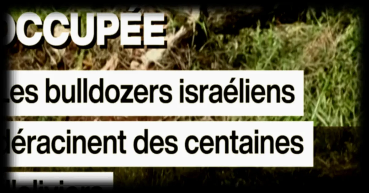 Cisjordanie occupée : Les bulldozers israéliens déracinent des centaines d'oliviers selon France 24