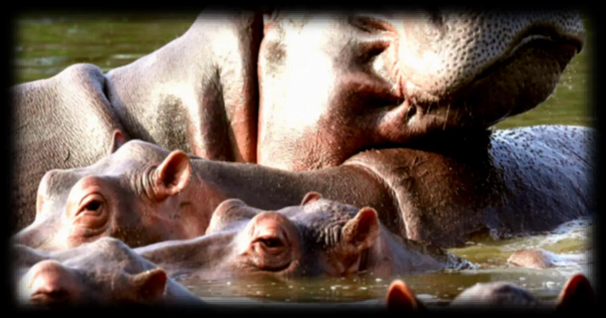 Colombie : le gouvernement prévoit d'abattre 80 hippopotames introduits par Pablo Escobar