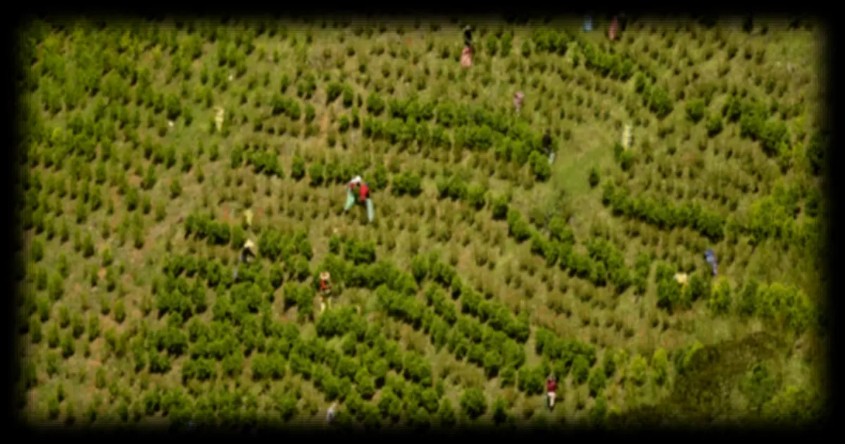 Colombie : le gouvernement relance les épandages aériens de glyphosate contre les cultures de coca