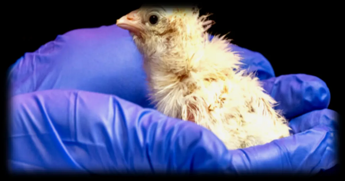 Colossal Biosciences annonce la naissance de poussins issus d'un œuf de synthèse