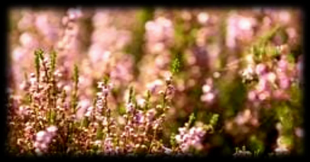 Comment aménager son jardin avec des bruyères au printemps : conseils et variétés préférées