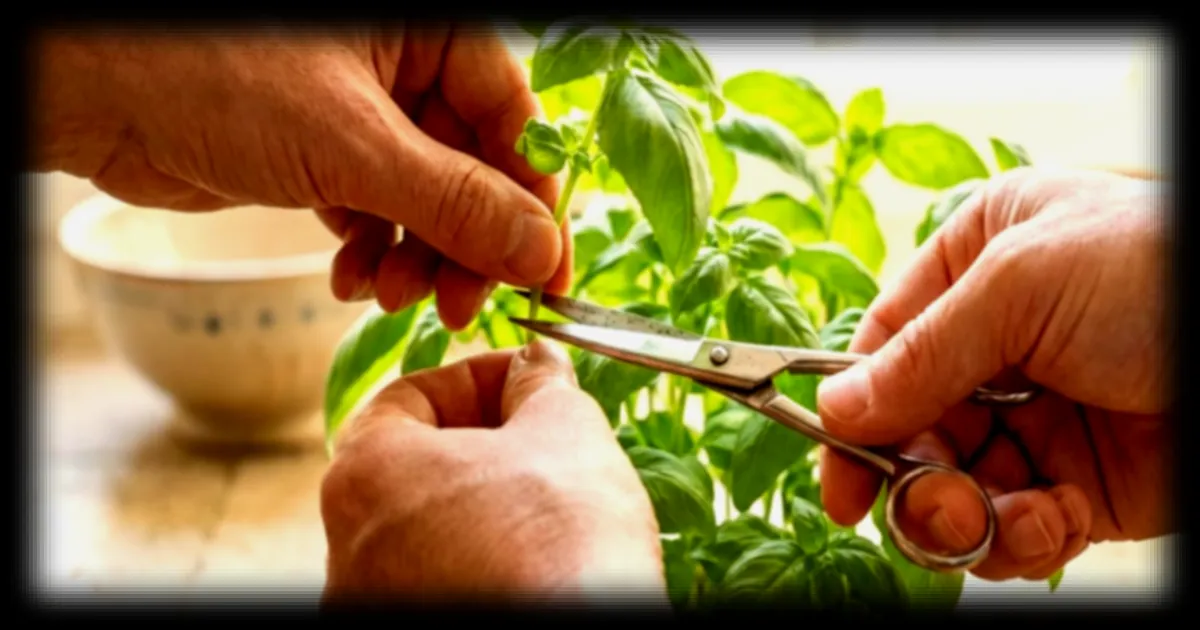 Comment bien couper votre basilic en pot pour qu'il repousse et reste fourni tout l'ete