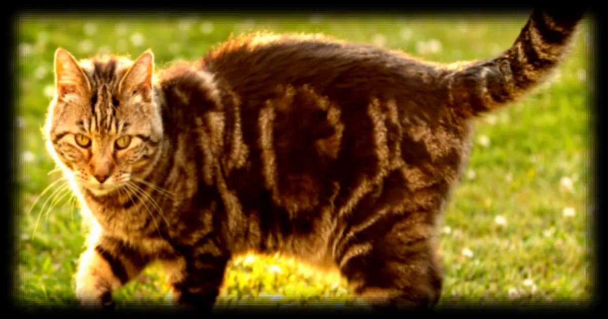 Comment eloigner les chats de votre jardin de maniere naturelle et efficace