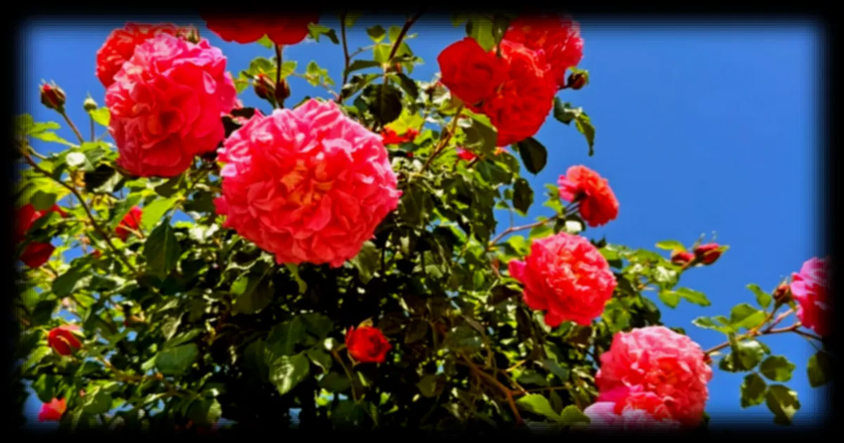 Comment faire fleurir vos rosiers tout l'été