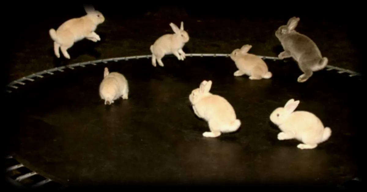 Comment identifier facilement une vidéo d'animal créée par l'IA : les astuces des experts