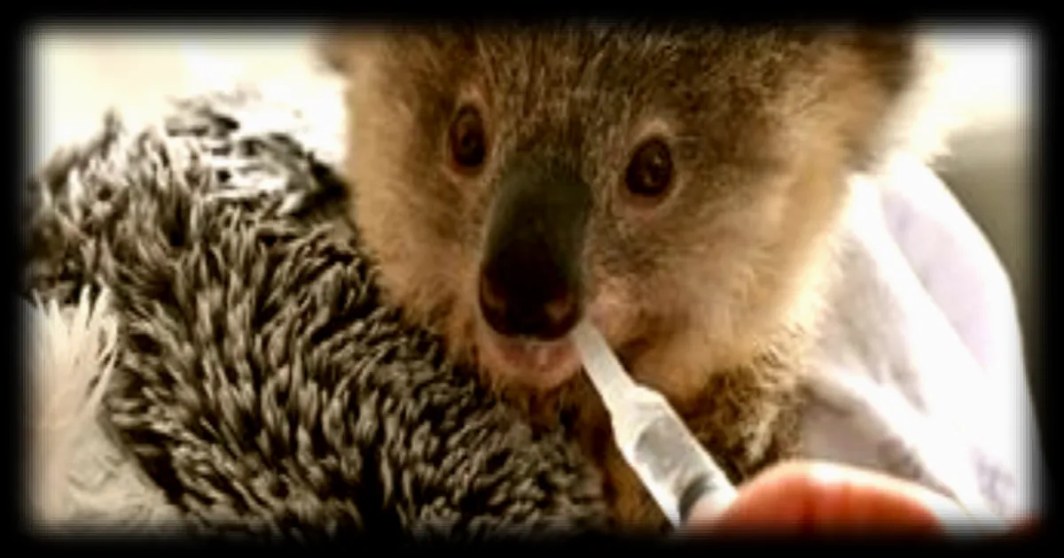 Comment les koalas ont échappé à la consanguinité pour éviter l'extinction