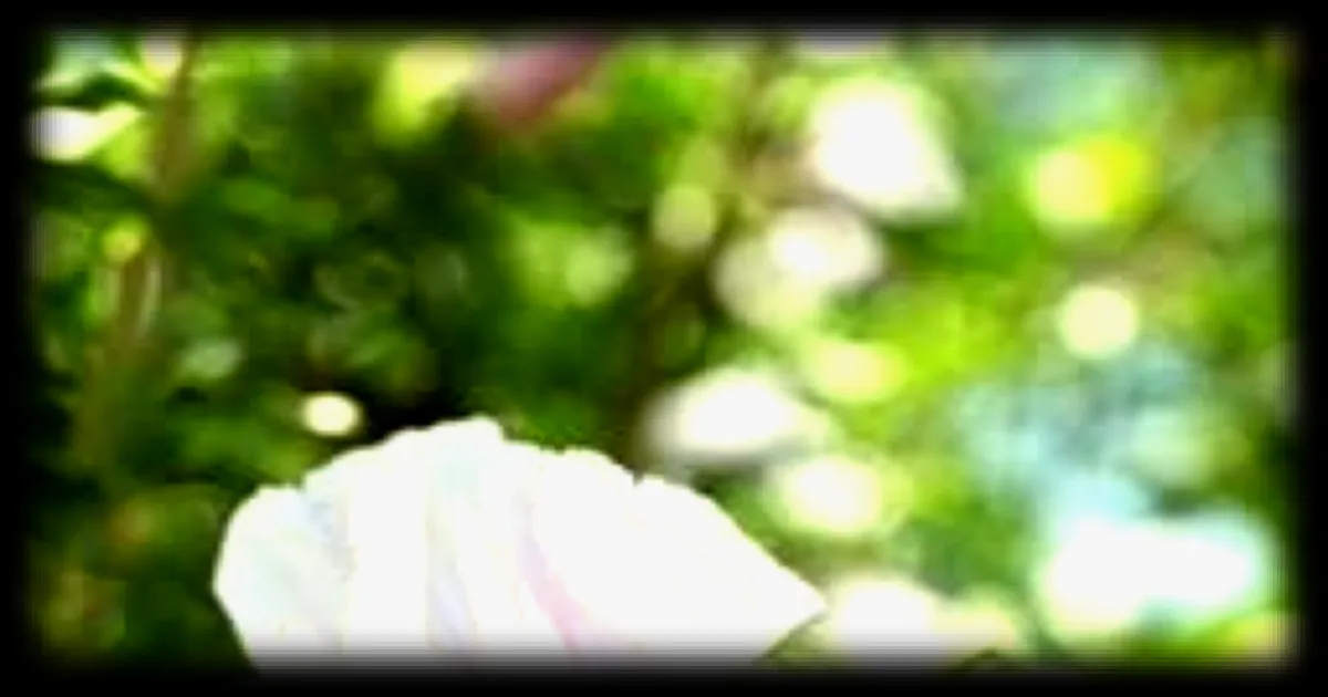 Comment prolonger la floraison de vos hibiscus : conseils pratiques