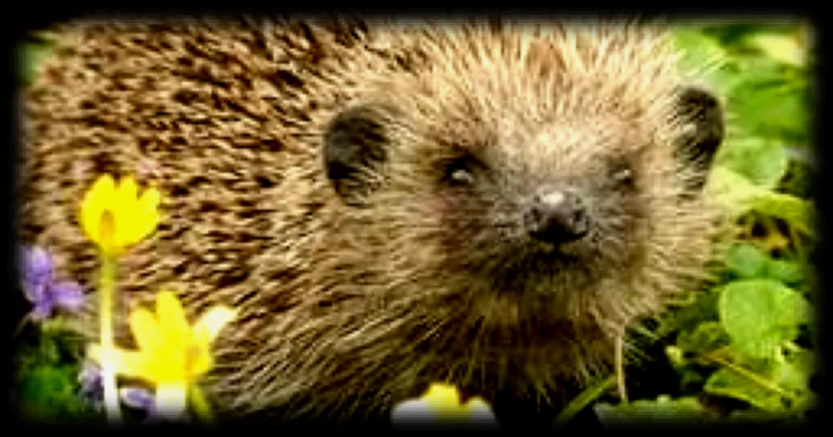 Comment proteger les herissons au printemps : 8 gestes simples a adopter dans votre jardin