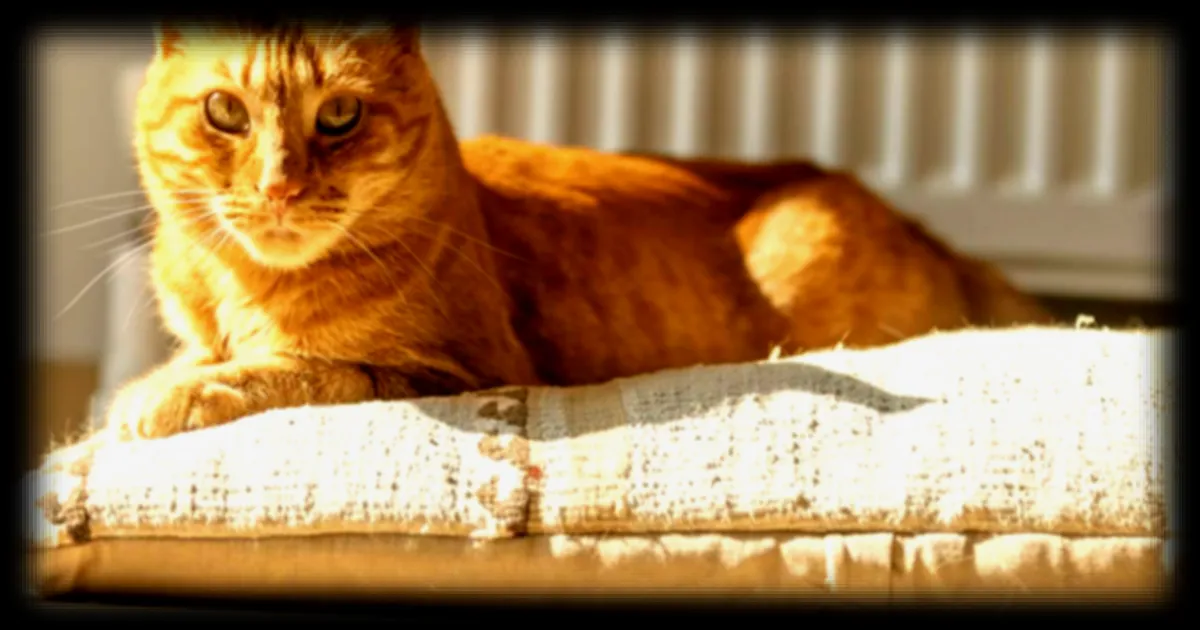 Comment rendre un chat heureux en appartement : les clés pour son épanouissement