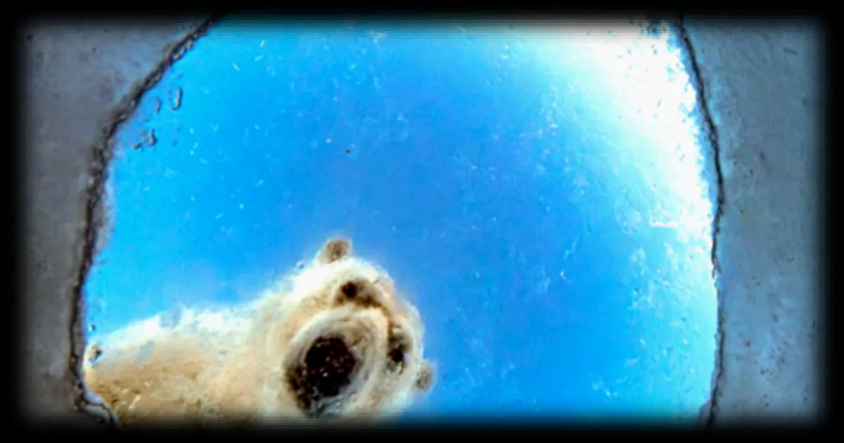 Concours Wildlife Photographer of the Year 2026 : 100 images retenues avant l'annonce des lauréats