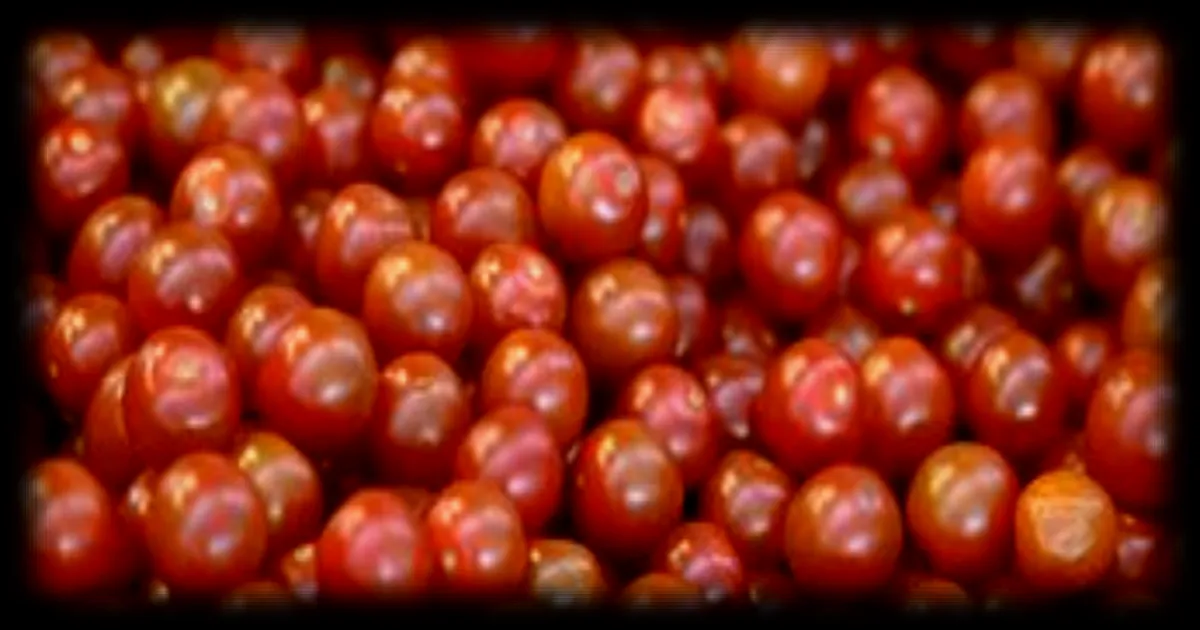 Concurrence déloyale : les producteurs français de tomates cerises dénoncent les importations massives du Maroc