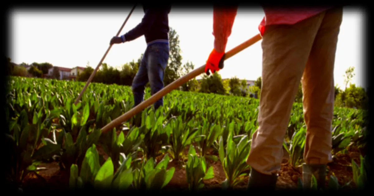 Condamnation d’un employeur italien à 16 ans de prison pour l’abandon d’un ouvrier agricole indien