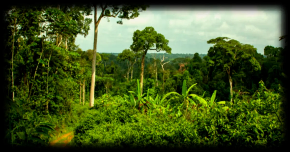 Congo-Brazzaville: la société civile attend des engagements concrets sur la gouvernance forestière