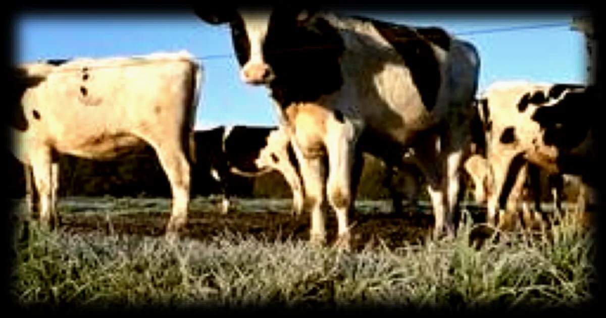 Conseillers scientifiques de l’UE recommandent de réduire les subventions à l’élevage pour lutter contre le changement climatique