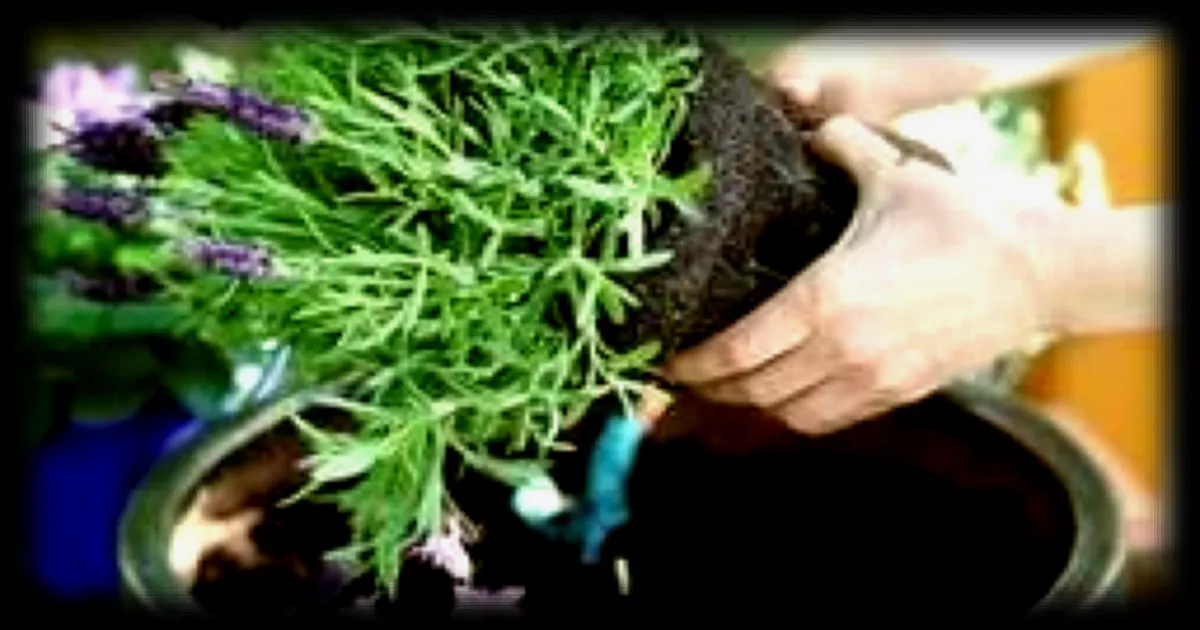 Conseils de jardinage pour le printemps : les réponses de l'expert Thomas Alamy à vos questions