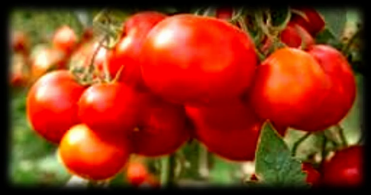 Conseils pour reussir ses semis de tomates en interieur: les astuces incontournables