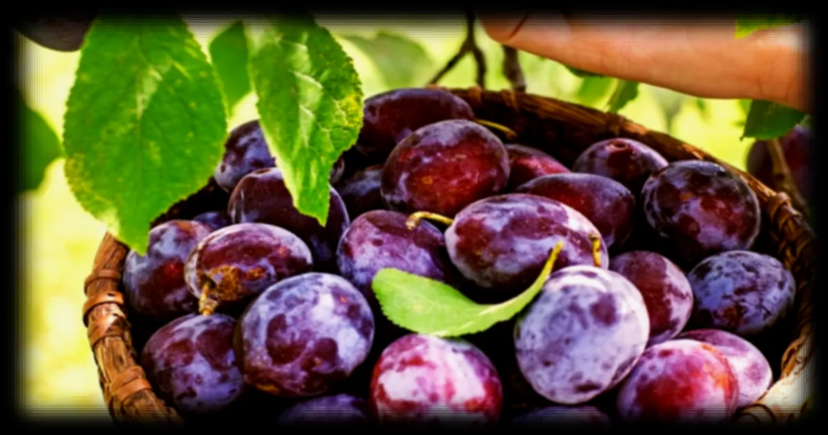 Conservation des prunes : les erreurs à éviter pour éviter un mûrissement trop rapide